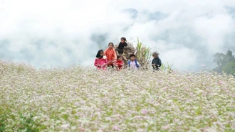 Lễ hội hoa Tam giác mạch 2025 sẽ khai mạc ngày 29/11 tại xã Đồng Văn, Tuyên Quang