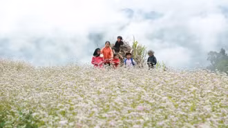 Lễ hội hoa Tam giác mạch 2025 sẽ khai mạc ngày 29/11 tại xã Đồng Văn, Tuyên Quang