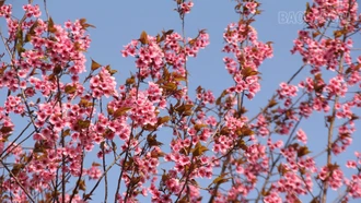 Xã Púng Luông chuẩn bị chuỗi hoạt động chào xuân Bính Ngọ 2026 gắn với trải nghiệm hoa Tớ Dày