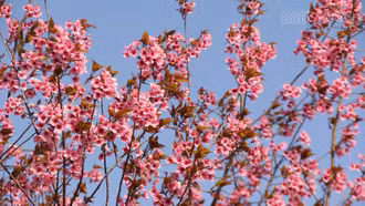 Xã Púng Luông chuẩn bị chuỗi hoạt động chào xuân Bính Ngọ 2026 gắn với trải nghiệm hoa Tớ Dày