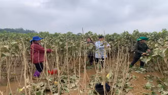 Lào Cai: 9 tổ công tác rà soát, thống kê thiệt hại sản xuất nông nghiệp do ảnh hưởng của bão số 10