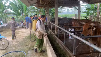 Hướng dẫn một số biện pháp khôi phục chăn nuôi sau bão lũ