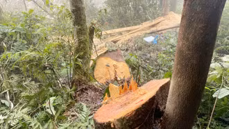 Phát hiện, xử lý 3 vụ khai thác, tàng trữ lâm sản trái pháp luật