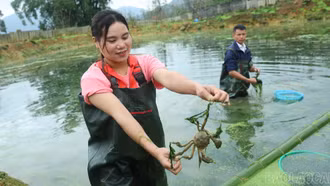 Lên Nậm Pung xem người dân nuôi cua đặc sản