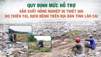 [Infographic] Quy định mức hỗ trợ sản xuất nông nghiệp bị thiệt hại do thiên tai, dịch bệnh trên địa bàn tỉnh Lào Cai