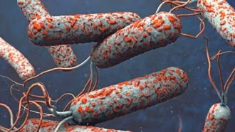 Dịch tả bùng phát tại nhiều quốc gia, Việt Nam siết chặt giám sát