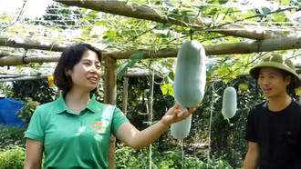 Bí thơm Văn Bàn: Thay đổi tư duy, làm giàu từ đất