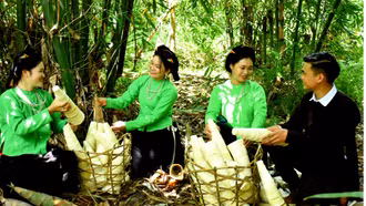 Xã Lâm Thượng: Mỗi năm thu hoạch trên 12.400 tấn măng mai