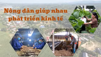 Nông dân giúp nhau phát triển kinh tế