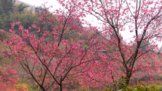 Tăng cường tuyên truyền các văn bản chỉ đạo và hoạt động lễ hội, chào Xuân năm 2026 trên địa bàn tỉnh Lào Cai