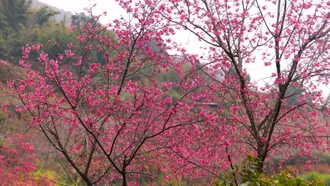 Tăng cường tuyên truyền các văn bản chỉ đạo và hoạt động lễ hội, chào Xuân năm 2026 trên địa bàn tỉnh Lào Cai