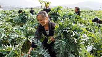 Actiso Lào Cai – cây dược liệu quý trong y học cổ truyền Việt Nam