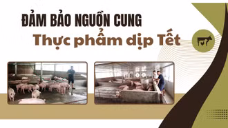 Đảm bảo nguồn cung thực phẩm dịp Tết