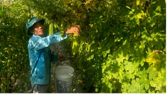 Nhộn nhịp vụ đông trên cánh đồng Mường Lò