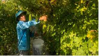 Nhộn nhịp vụ đông trên cánh đồng Mường Lò