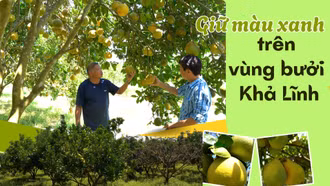 Giữ màu xanh trên vùng bưởi Khả Lĩnh