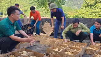 Hỗ trợ gà giống cho nông dân xã Nghĩa Đô