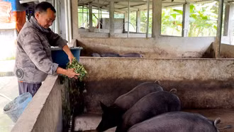 Mở hướng thoát nghèo bền vững ở xã Bát Xát