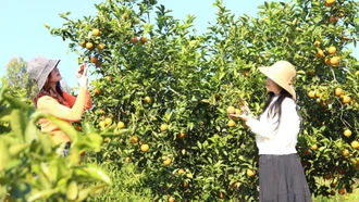 Mùa trái ngọt ven sông