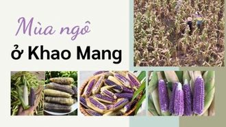 Mùa ngô ở Khao Mang