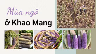 Mùa ngô ở Khao Mang