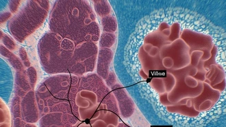 Bất ngờ nhóm protein mới có thể làm chậm lão hóa, ngăn chặn ung thư
