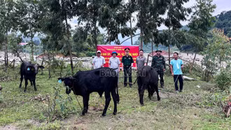 Đoàn Kinh tế - Quốc phòng 345 trao tặng bò giống cho người dân vùng biên
