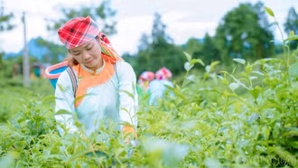 Nông dân Lào Cai thi đua sản xuất giỏi, chung sức xây dựng nông thôn mới