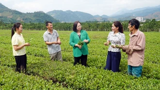 Văn Chấn phát huy tiềm năng, phát triển kinh tế nông nghiệp theo hướng bền vững