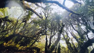 Lạc vào rừng rêu cổ tích trên cung đường chinh phục Phu Sa Phìn