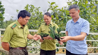 Phát hiện quần thể cây Vân sam Fansipan quý hiếm tại Khu bảo tồn thiên nhiên Bát Xát