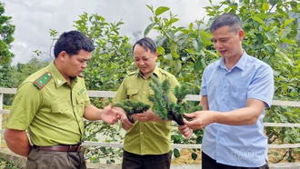 Phát hiện quần thể cây Vân sam Fansipan quý hiếm tại Khu bảo tồn thiên nhiên Bát Xát