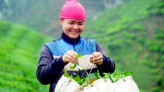 Sơn La giảm nghèo hiệu quả từ mô hình HTX kiểu mới