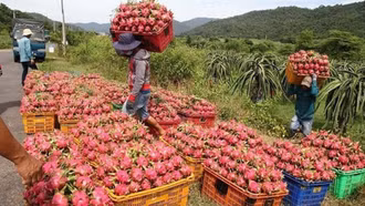 Họp 'nóng' tìm cách khơi thông ách tắc nông sản xuất châu Âu