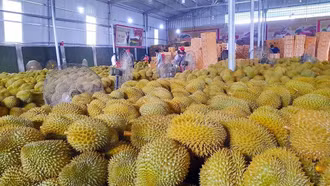 Sầu riêng tươi xuất khẩu có quy trình kiểm tra an toàn thực phẩm riêng