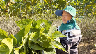 Hiệu quả mô hình trồng dâu nuôi tằm trên đất đồi ở xã Bảo Hà