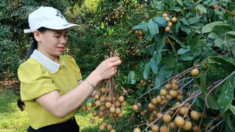 Khi vườn nhà hóa điểm du lịch