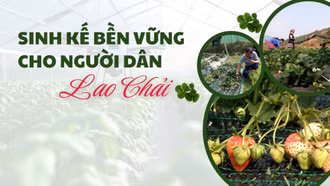 Sinh kế bền vững cho người dân Lao Chải