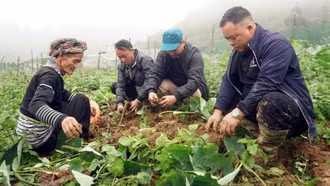 Trồng cây đặc sản, nông dân vùng cao Lào Cai tăng thu nhập