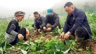 Trồng cây đặc sản, nông dân vùng cao Lào Cai tăng thu nhập