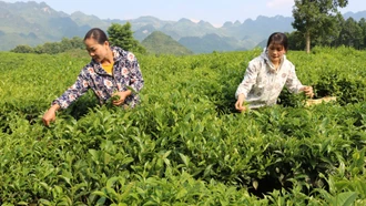 Bản Lầu tập trung đẩy mạnh phát triển các cây trồng chủ lực