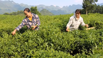 Bản Lầu tập trung đẩy mạnh phát triển các cây trồng chủ lực