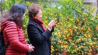 Miền Bắc có thể xuất hiện rét đậm, rét hại dịp Tết Nguyên đán 2026