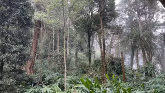 Lào Cai trồng mới hơn 11.700 ha rừng