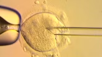 8 em bé ra đời nhờ phôi thai có ADN từ 3 người