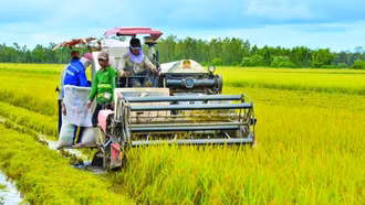 Giá gạo Việt Nam cao nhất thế giới