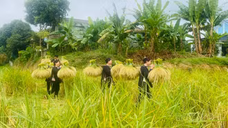 Niềm vui mùa gặt