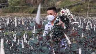 Toàn tỉnh thành lập mới 71 hợp tác xã