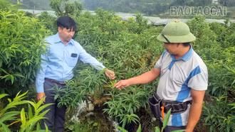 Phát triển kinh tế nông nghiệp công nghệ cao: Hướng đi chiến lược của xã Tả Phìn