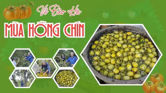 Về Bảo Hà mùa hồng chín